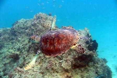 لاک پشت های دریایی کیش لاک پشت های دریایی کیش